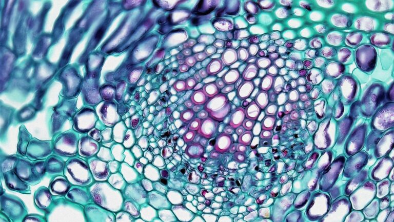 Fluorescent microscopy image of actin filaments relevant to TB-500 peptide cell migration research