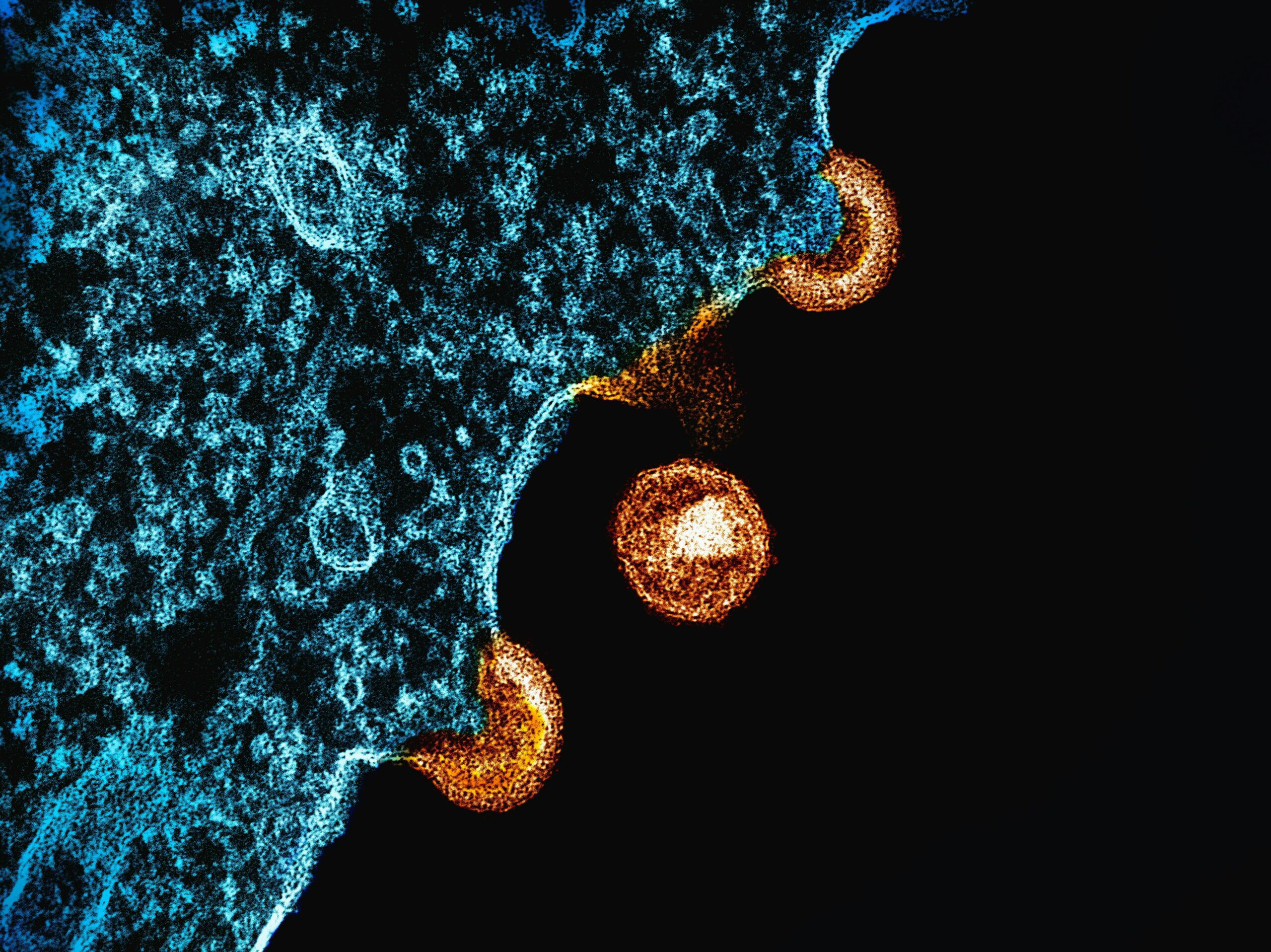 Illustration of extracellular matrix collagen fibre structure relevant to GHK-Cu research